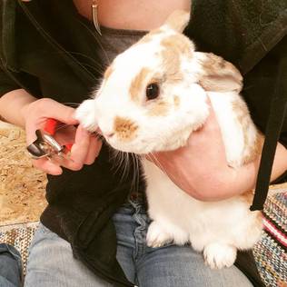 Kynsien leikkuu - Lemmikkien kynsien leikkuu - 1000 - 1