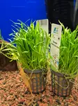 Lilaeopsis novae-zelandiae akvaariokasvi - Akvaariokasvit - KASVI30 - 1