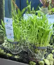 Lilaeopsis novae-zelandiae akvaariokasvi - Akvaariokasvit - KASVI30 - 2