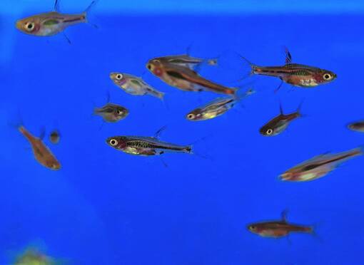 Hehkurasbora (Boraras brigittae) - Akvaariokalat - KALA10 - 1