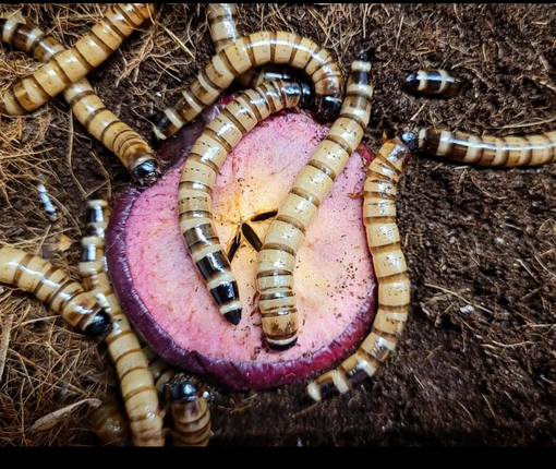 Jättijauhomato 100g - Ruokahyönteiset - JJM100 - 1