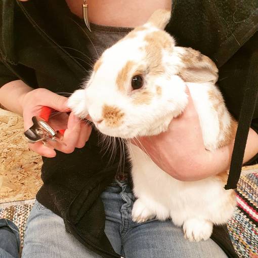 Kynsien leikkuu - Lemmikkien kynsien leikkuu - 1000 - 1