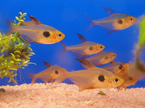 Puna-aavetetra (Hyphessobrycon sweglesi) - Akvaariokalat - KALA20 - 1