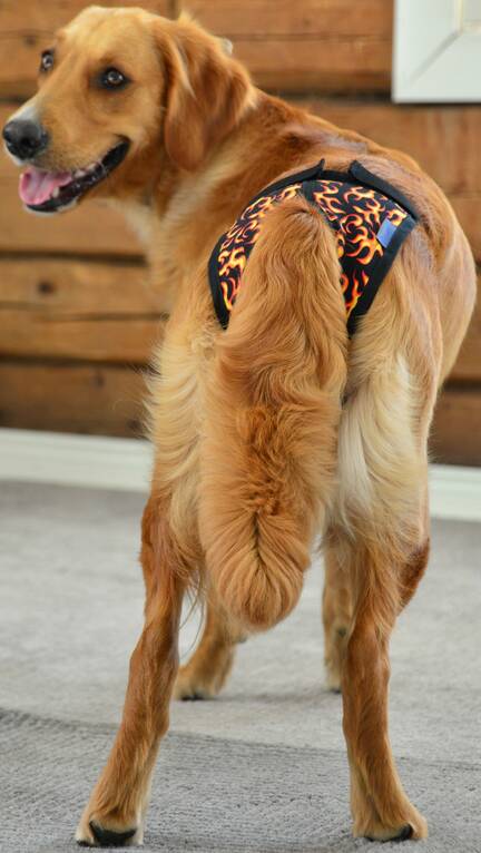 Janutex juoksuoja "Liekit" koko 0 - Koiran juoksuhousut - JUOKSUS0 - 1