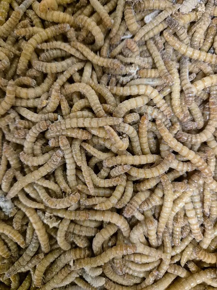 Jauhomato S - Ruokahyönteiset - JM10 - 1