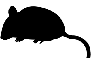 Hiiri jumbo 35+g - Pakasteruokaeläimet - SC1 - 1