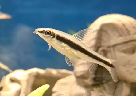 Leväbarbi (Crossocheilus oblongus) - Akvaariokalat - KALA21 - 1