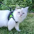 Finnero HALI Liivivaljaat kissalle tai koiralle - FinNero koirien valjaat - 6438406010011 - 20