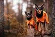 Paikka Recovery Raincoat Orange Sadetakki koiralle - Koiran takit ja haalarit - 6430076463081 - 4