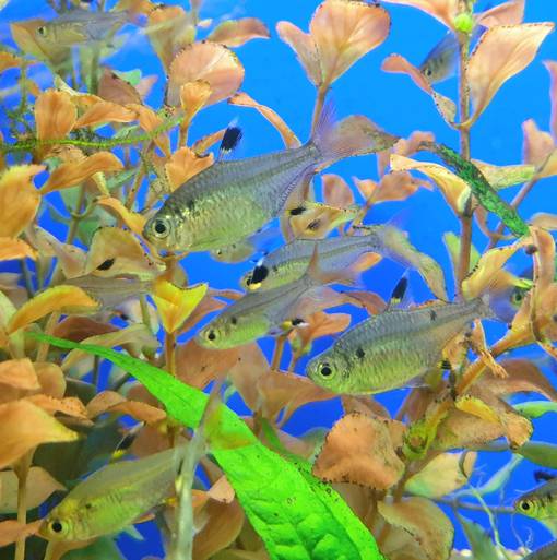 Intiaaninsulka (Pristella maxillaris) - Akvaariokalat - KALA1 - 1