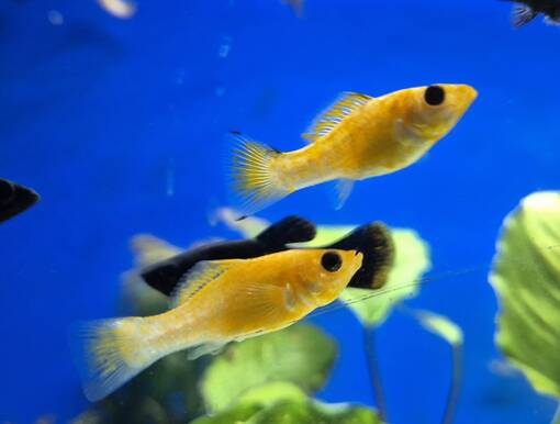 Molli / Mustamolli Poecilia spehneops - Akvaariokalat - MOLLI1 - 1