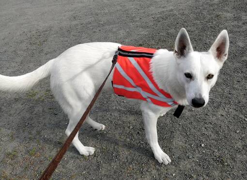 Roiti Design Huomioliivi - Heijastin- ja huomioliivit - 4744326014681 - 1