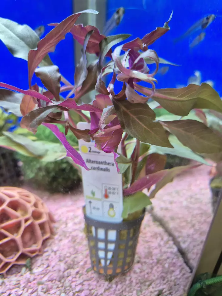 Alternanthera cardinalis - Akvaariokasvit - KASVI1 - 1