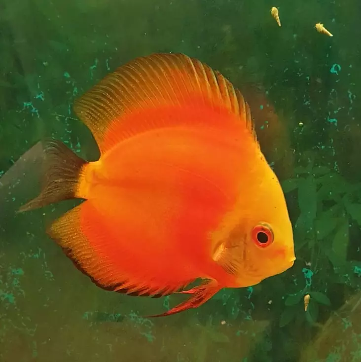 Kiekkokala Red Melon (Symphysodon discus) - Akvaariokalat - KIEKKO1 - 2