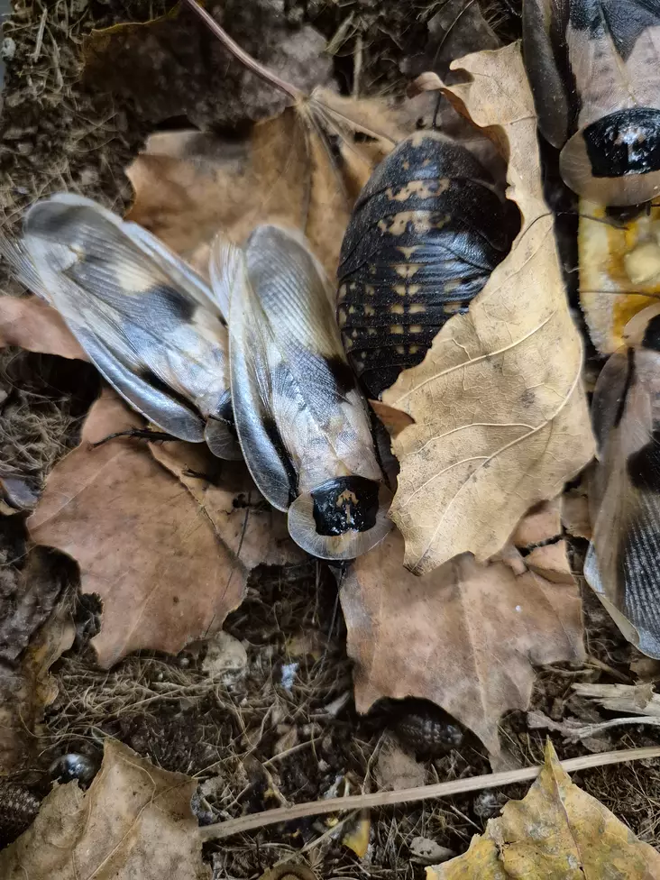 Pääkallotorakka aikuinen - Myytävät sammakot ja hyönteiset - TORAKKA1 - 1
