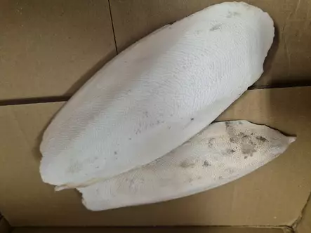 Cuttlefish Bone in a Bag Seepiansuomu pussitettuna - Lintujen ruoka ja herkut - SEEPIA2 - 1