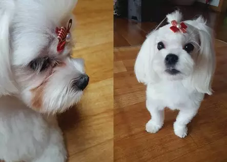 Nature’s Protection Superior Care Adult Small White Dogs Lammas koiran kuivaruoka - Natures Protection kuivaruoat - 4771317456632 - 3