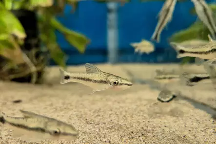Nuolimonni (Otocinclus vestitus) - Akvaariokalat - NUOLIMONNI2 - 1
