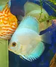 Kiekkokala Blue Diamond (Symphysodon discus) - Akvaariokalat - KIEKKO2 - 2