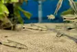 Nuolimonni (Otocinclus vestitus) - Akvaariokalat - NUOLIMONNI2 - 1