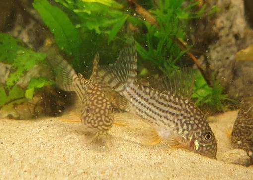 Helmimonninen (Corydoras sterbai) - Akvaariokalat - MONNI2 - 1