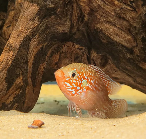 Kirjoahven - Akvaariokalat - KALA22 - 1