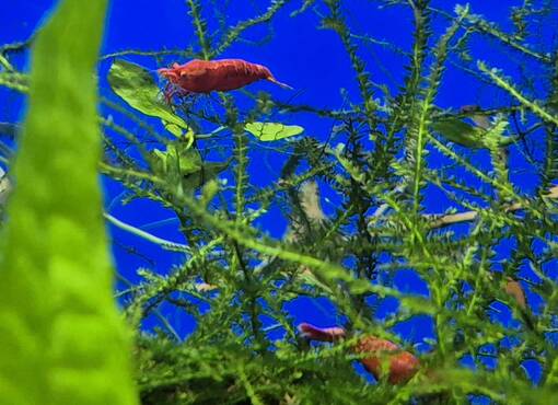 Punainen sukarapu - Akvaariokalat - RAPU2 - 1