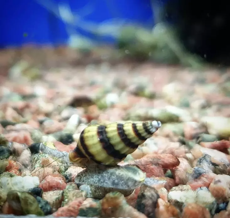 Petokotilo (Clea helena) - Akvaariokalat - KOTILO2 - 1