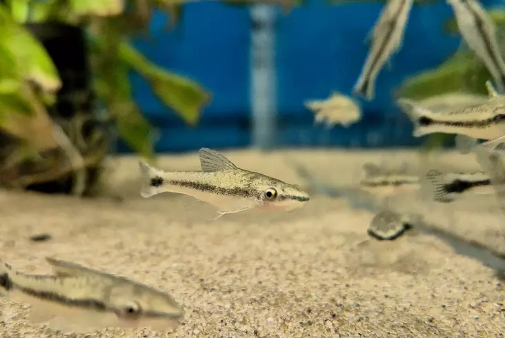 Nuolimonni (Otocinclus vestitus) - Akvaariokalat - NUOLIMONNI2 - 1