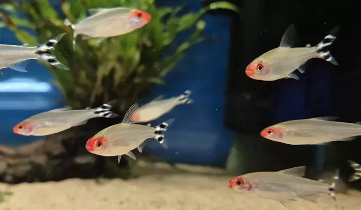 Romminokka (Hemigrammus rhodostomus) - Akvaariokalat - KALA12 - 1