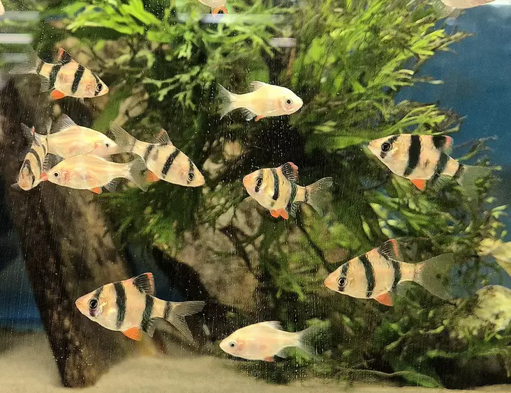 Tiikeribarbi (Puntigrus tetrazona) - Akvaariokalat - KALA2 - 1