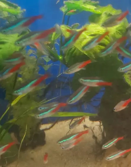 Neontetra (Paracheirodon innesi) - Akvaariokalat - KALA3 - 1