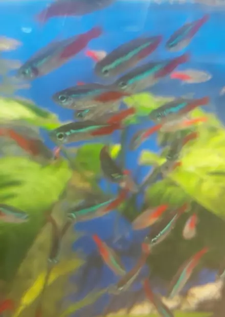 Neontetra (Paracheirodon innesi) - Akvaariokalat - KALA3 - 2