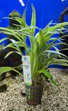 Chlorophytum bichettii akvaariokasvi - Akvaariokasvit - KASVI13 - 1