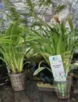 Chlorophytum bichettii akvaariokasvi - Akvaariokasvit - KASVI13 - 2