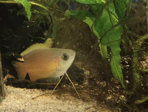 Hunajarihmakala (Trichogaster chuna) - Akvaariokalat - KALA23 - 1