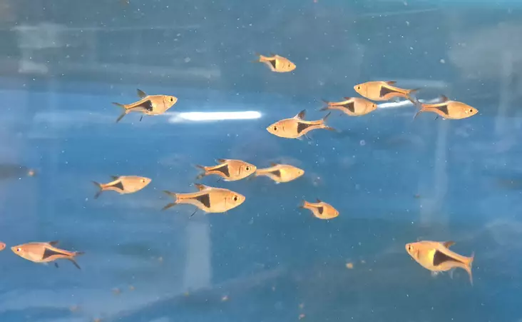 Kiilakylki Trigonostigma / Rasbora heteromorpha - Akvaariokalat - KALA13 - 1