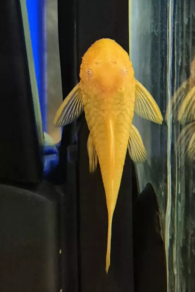 Partamonni vaalea (Ancistrus sp.) - Akvaariokalat - MONNI3 - 1