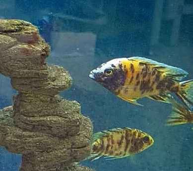 Malawi (Aulonocara sp.OB) - Akvaariokalat - MALAWI4 - 1