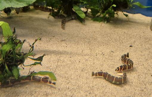 Piikkisilmä (Bangio kuhlii) - Akvaariokalat - KALA14 - 1