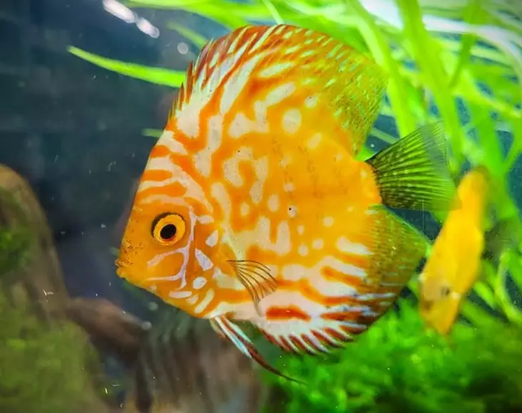 Kiekkokala Pigeon Blood (Symphysodon discus) - Akvaariokalat - KIEKKO4 - 2