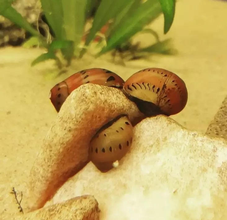 Koruleväkotilo (Neritina sp. Tiger) - Akvaariokalat - KOTILO4 - 1