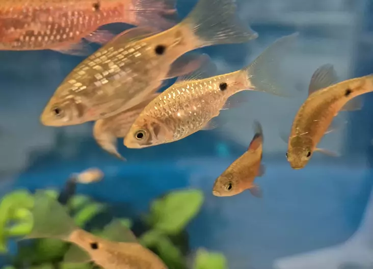 Loistobarbi (Barbus conchonius) (Pethia conchonius) - Akvaariokalat - KALA4 - 1