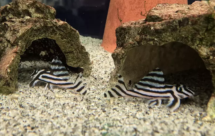 Seeprapleko (Hypancistrus zebra) - Akvaariokalat - MONNI4 - 1