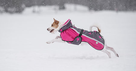 Dog It Life Sadetakki Koiralle - Koiran takit ja haalarit - PERUSA25 - 1