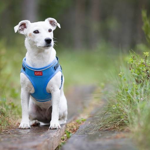 Finnero Ratia Mesh Liivivaljas - FinNero koirien valjaat - 6061406002955 - 4