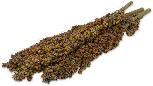 Jr. Farm Dari Cob Durra jyrsijän herkku 100g - Kanin ja jyrsijän herkut - 4024344081545 - 1