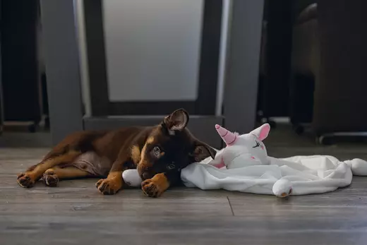 Beeztees Yksisarvinen pennulle - Koiran pehmolelut - 8712695201915 - 2