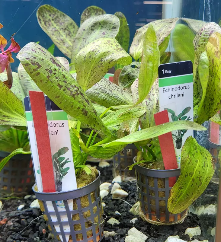 Echinodorus - Akvaariokasvit - KASVI5 - 1