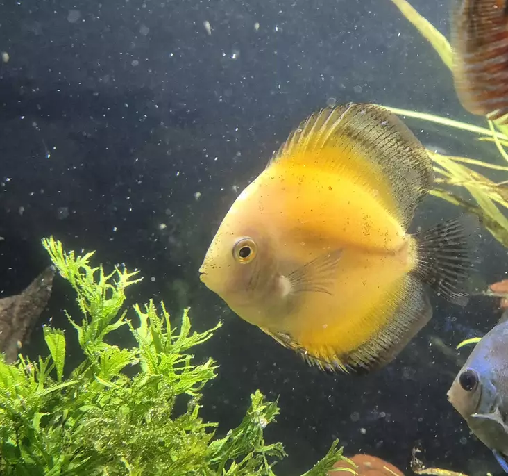 Kiekkokala Gold Melon (Symphysodon discu - Akvaariokalat - KIEKKO5 - 2